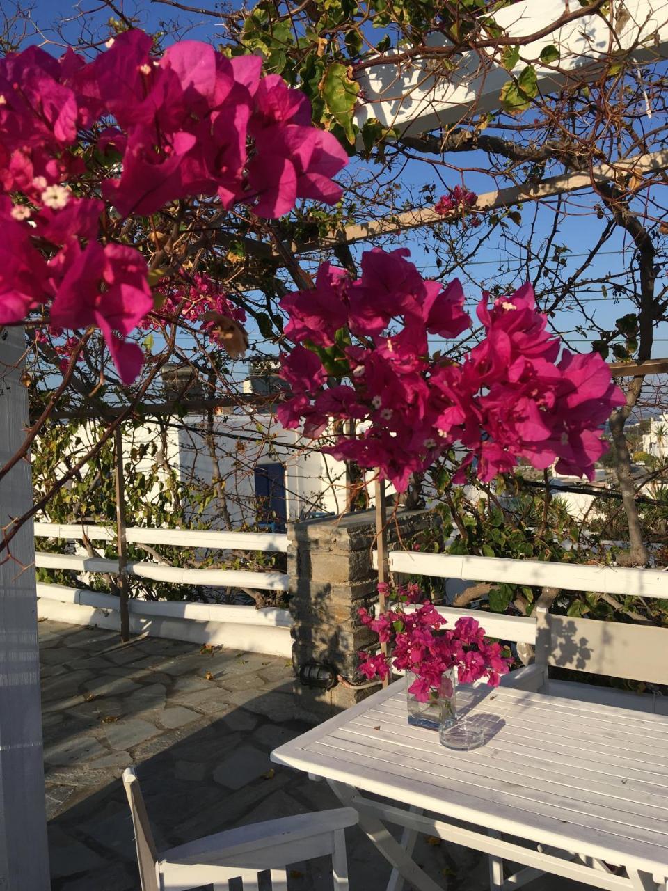 Stefano Apartments ناوسا المظهر الخارجي الصورة